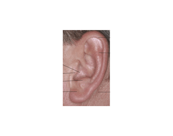 external ear anatomy Quiz
