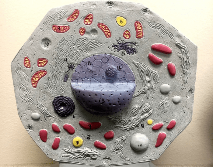 Cell Structure Model Quiz