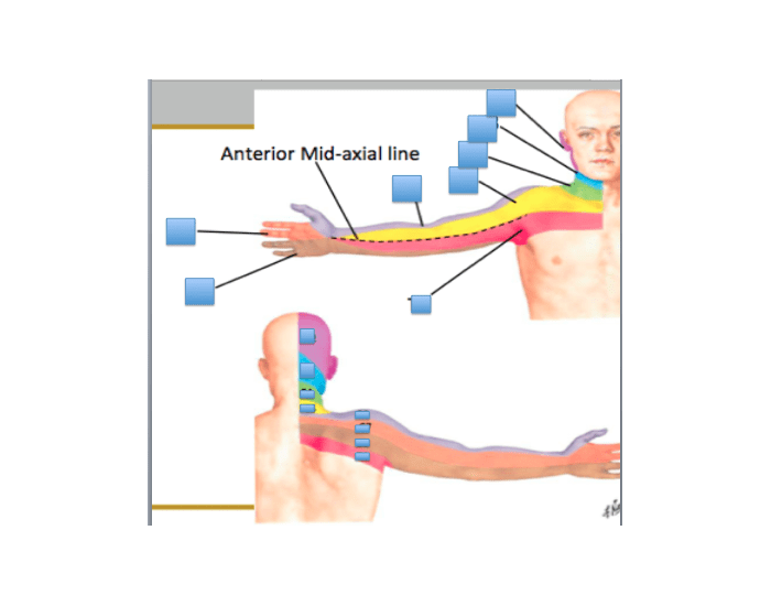 Upper Extremity Dermatomes Quiz