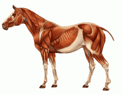 Superficial muscles of the horse