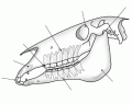 Horse dentistry - DOT QUIZ - EASY