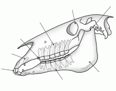 Horse dentistry - DOT QUIZ - EASY
