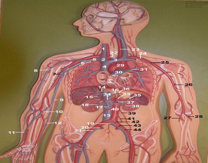 Circulatory System: Artery Vein Model Quiz