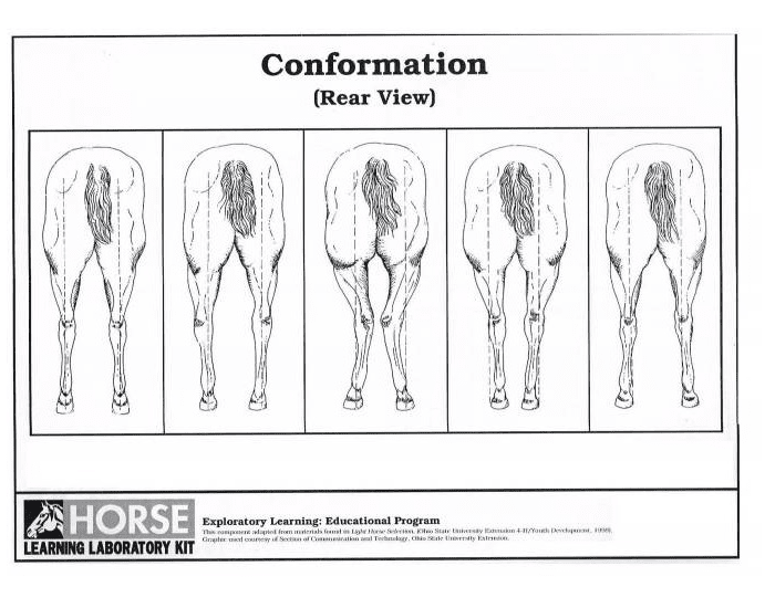 Dog Conformation Rear Horse rear leg conformation (rear view) Quiz