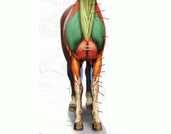 Superficial muscles of the horse