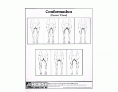 Horse foreleg conformation (front view)