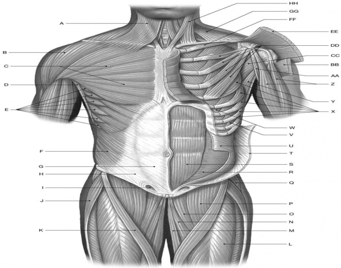 Anterior Appendicular Muscles Quiz