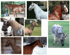 Types of horse neck conformation
