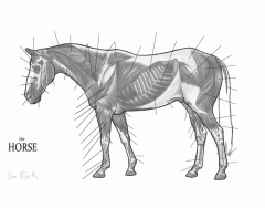 Superficial Muscles of the Horse
