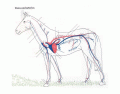 Veins and Arteries of the Horse