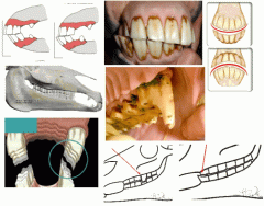 Horse teeth problems