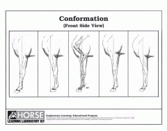 Horse forelimb conformation (side view)