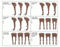 Horse foreleg conformation