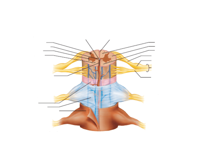 Printable Spinal Cord Pictures