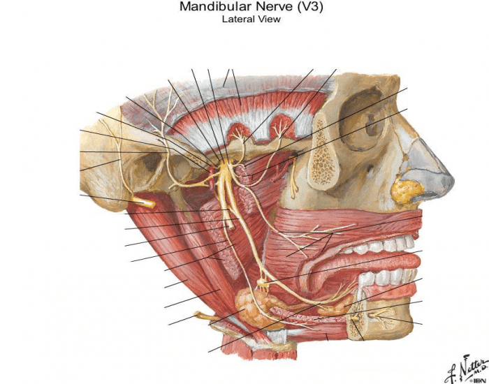 Mandibular nerve Quiz