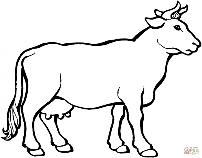 Anatomy of Cattle Quiz