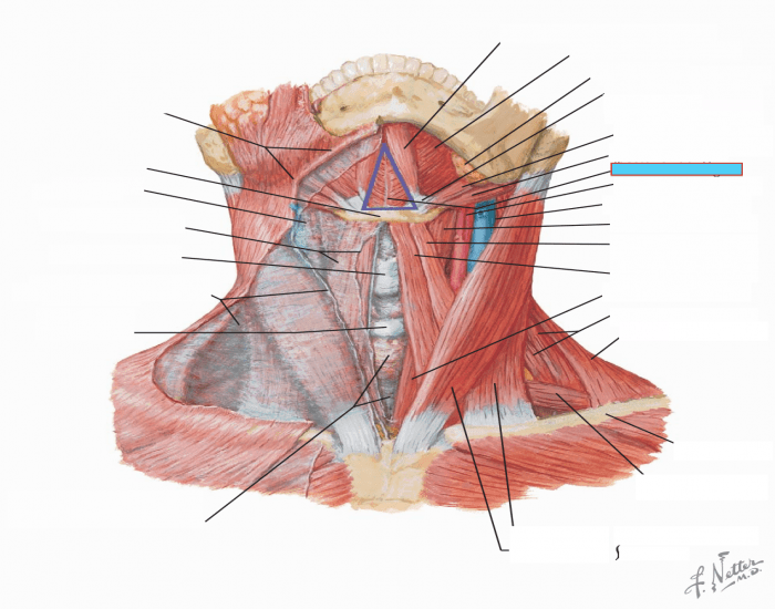 Netter's Neck anatomy pt II — Printable Worksheet