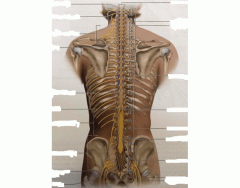 Posterior View of Spinal Nerves