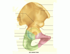 Lateral Hip Bone