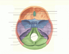 Superior View of the Cranial Cavity