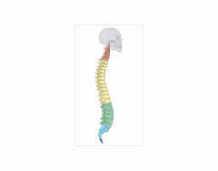 Curvatures of the Human Spine