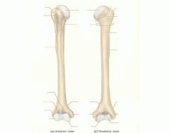 Long Bones
