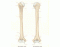 Long Bones