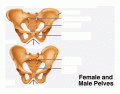 Female vs. Male Pelvis