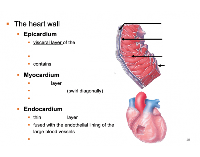 internal anatomy Quiz Biology Diagrams
