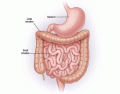 Small and Large Intestine Anatomy