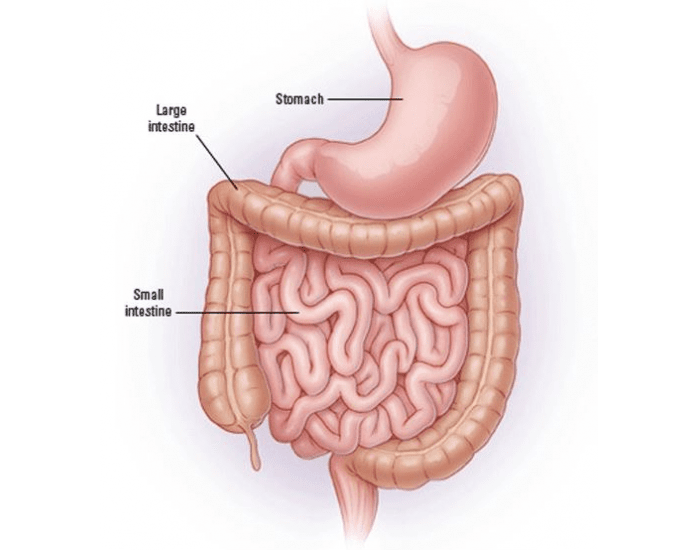 small-and-large-intestine-anatomy-printable-worksheet