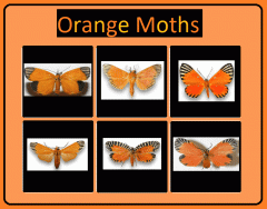 Orange Moths