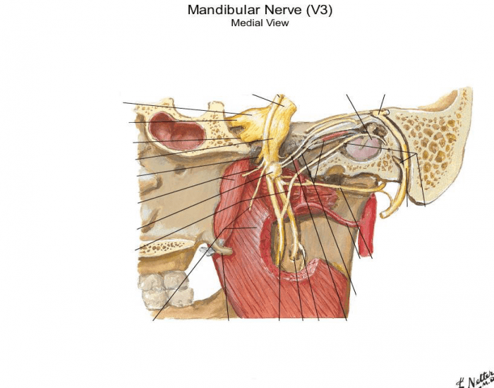 Mandibular nerve Quiz