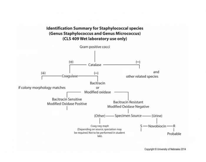 Streptococcus flowchart — Printable Worksheet