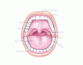 Mouth Anatomy