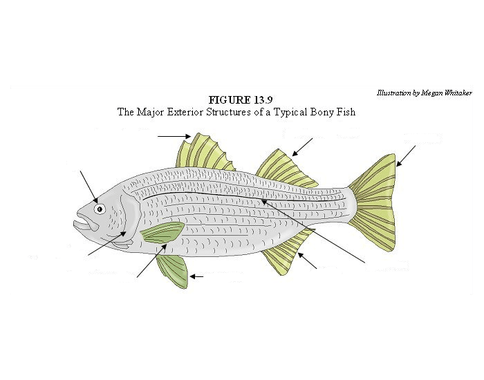 Fish Structure Worksheet External Structure of the Fish Quiz
