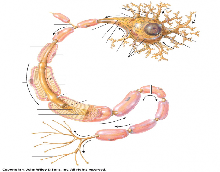 Multipolar Neuron Printable Multipolar Neuron- Figure 12.2 — Printable Worksheet