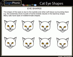 Cat Eye Shapes