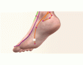 Primary Meridians of the Foot 