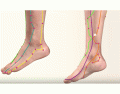 Primary Meridians of the Feet 