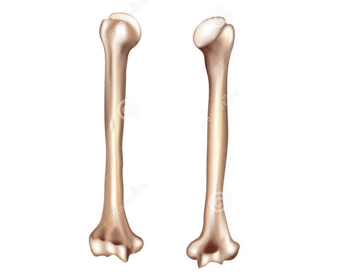 Pé - Anatomia Óssea Quiz