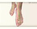 Primary Meridians of the Dorsal Feet 