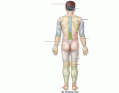 Anatomy THS: Posterior Landmarks 22/23