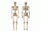 AIQ L2 Skeleton