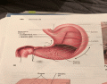 Gross Internal and External Anatomy of the Stomach