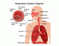 Respiratory Type-the-Answer Game