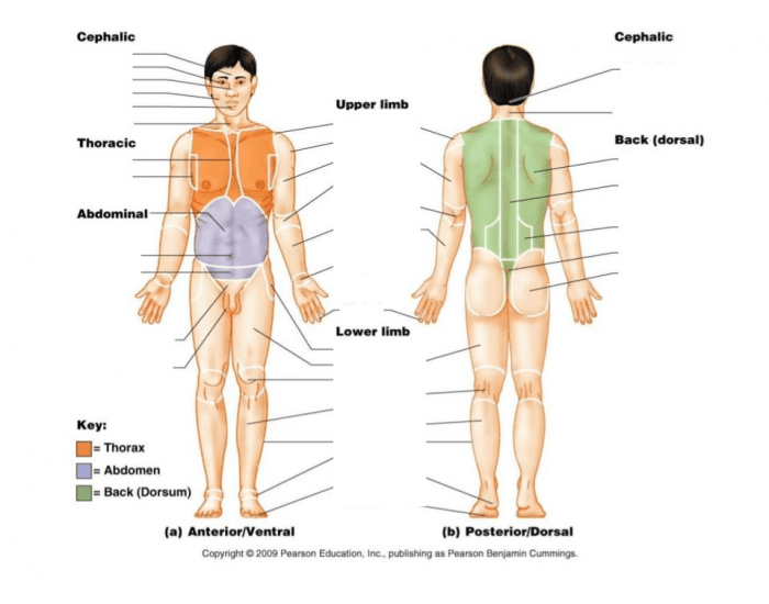Body Landmarks Body Landmarks — Printable Worksheet