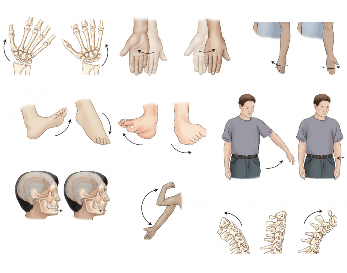 Anatomical Movement โ Printable Worksheet Biology Diagrams