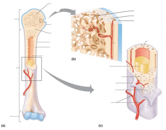 Anatomy of the Long Bone — Printable Worksheet