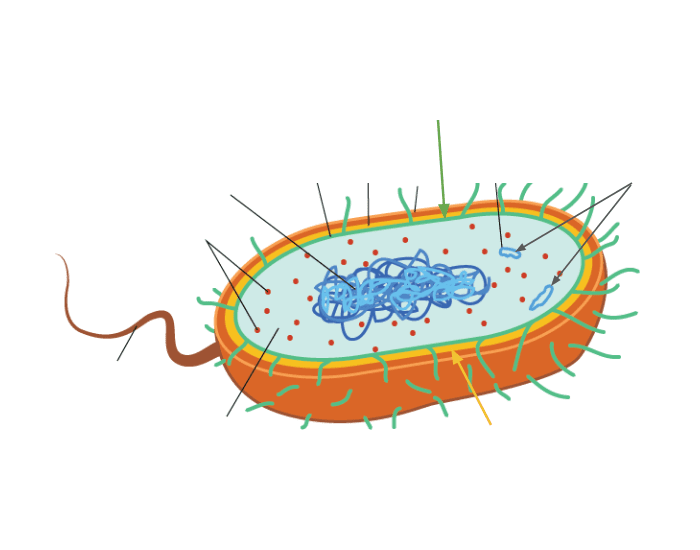 3 Typical Prokaryotic Cell Bacteria Printable Worksheet 3-typical-prokaryotic-cell-bacteria-printable-worksheet